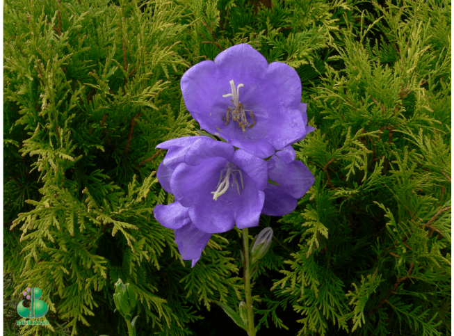 Campanula persicifolia   'Takion Blue'